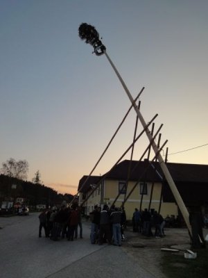 Maibaum Aufstellen