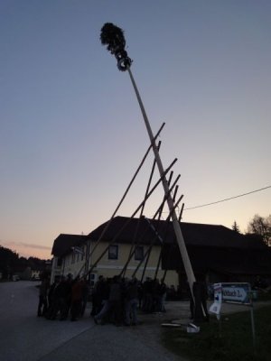 Maibaum Aufstellen