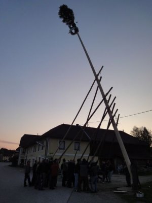 Maibaum Aufstellen