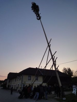 Maibaum Aufstellen