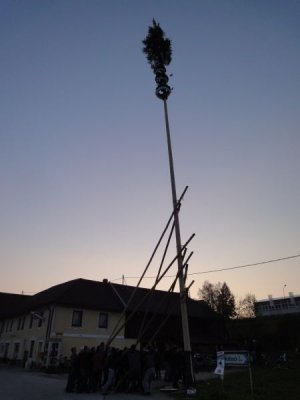 Maibaum Aufstellen