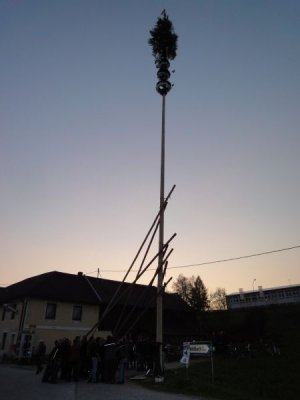 Maibaum Aufstellen