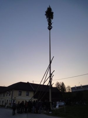 Maibaum Aufstellen