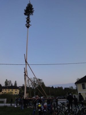 Maibaum Aufstellen