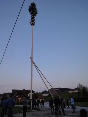 Maibaum Aufstellen